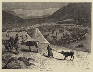 A Pen of Reindeer by Samuel Edmund Waller